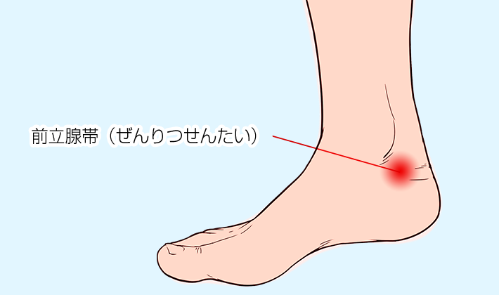 前立腺帯（ぜんりつせんたい）