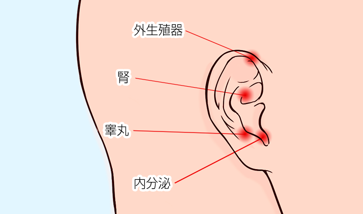 耳のツボ